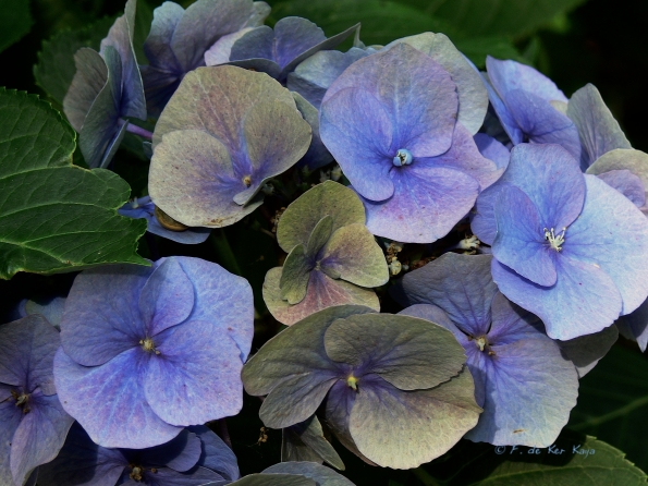 Bois des Moutiers  (93) Summer 2012